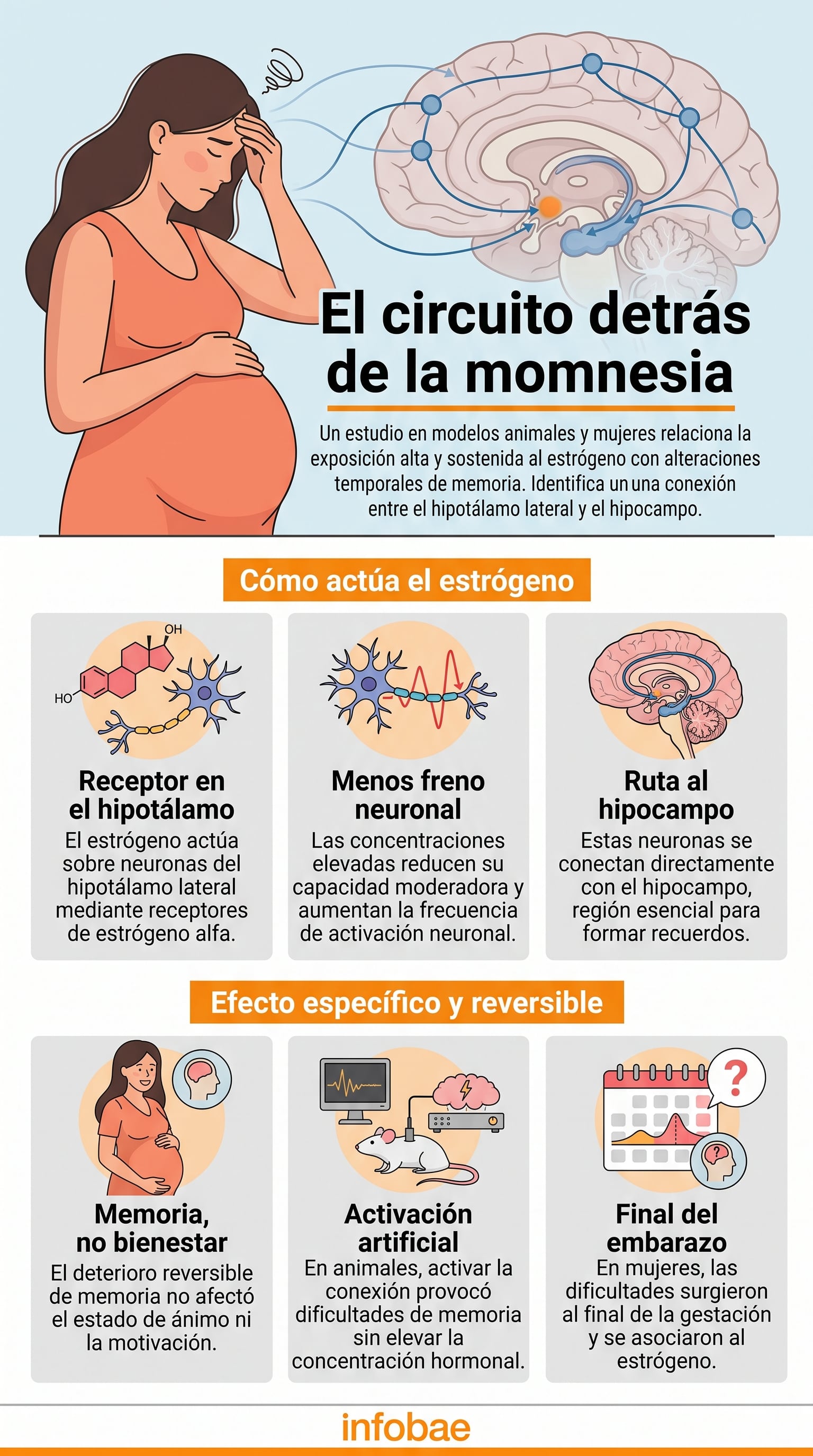 Los olvidos durante la gestación se vinculan con una exposición sostenida a niveles elevados de estrógeno (Imagen Ilustrativa Infobae)