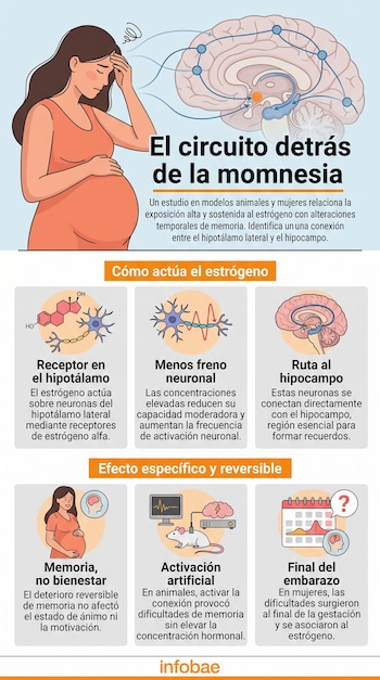 Ilustración de una mujer embarazada, un diagrama del cerebro con conexiones y varios recuadros explicativos con textos e íconos.