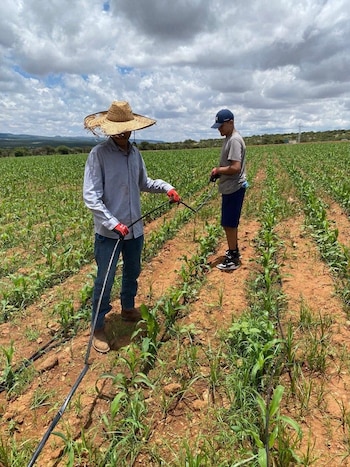 La reducción en la siembra de maíz, trigo y frijol amenaza la producción nacional y el empleo de millones de jornaleros agrícolas en México, advirtió la UNTA