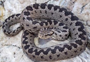 La especie Vipera anatolica fue