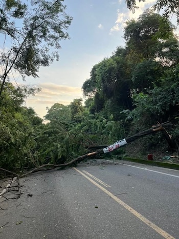 En el árbol fue dejado