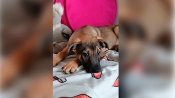 El perro del milagro: el