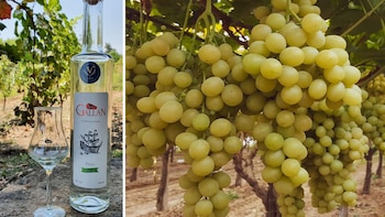 El pisco peruano es una