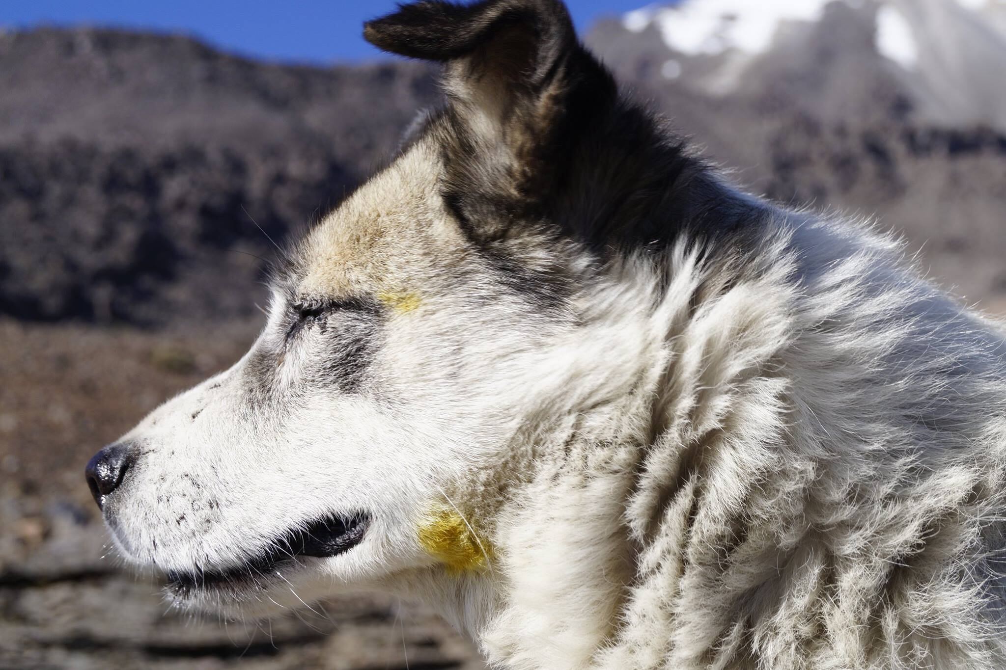Citla fue bautizado en honor al nombre de la montaña más alta de México, Citlaltepec. También era conocido como