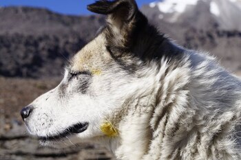Citla fue bautizado en honor
