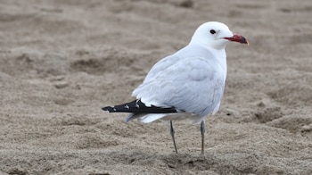 Una gaviota de pie sobre arena clara, con plumaje blanco y gris pálido, pico rojo y negro, y patas finas de color oscuro