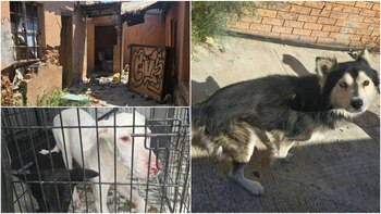 maltrato animal-fge chihuahua- 9 de septiembre