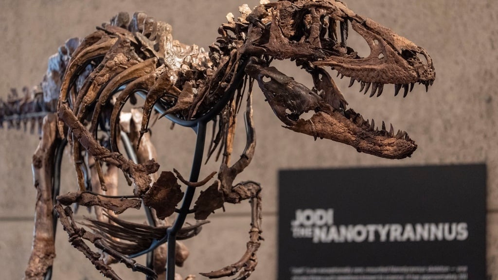 Creían que era un Tiranosaurio Rex de USD 20 millones, pero un descubrimiento cambió todo y hundió su valor