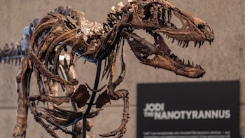 Creían que era un Tiranosaurio Rex de USD 20 millones, pero un descubrimiento cambió todo y hundió su valor