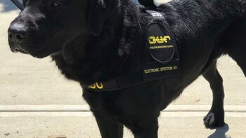 La hazaña de “Hidu”, el