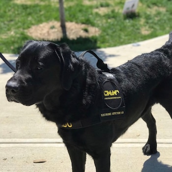 "Hidu" tenía poco tiempo de