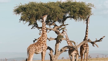Una IA de Microsoft está escaneando fotos de jirafas en África para evitar su extinción