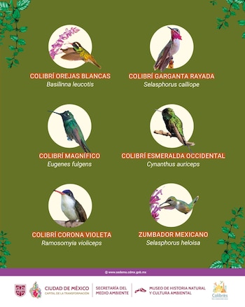 Especies de colibríes en CDMX.