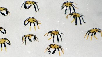 Según sus creadores puede servir