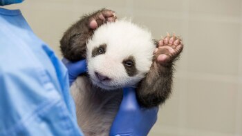Los hermanitos pandas del zoo