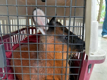 En la imagen, el venado