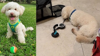 Otto, el poodle peruano y