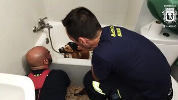 Un perro se queda atrapado