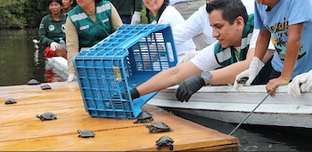 Tortugas - Serfor - Loreto - Perú - 6 abril