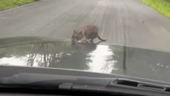 El roedor caminando por el