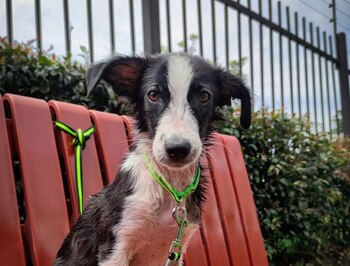 En cu cuenta de Instagram, se puede ver a Magdalena del Río viajando a otros municipios, tomando baños y jugando con otros perros | Foto: Instagram @magdalena_del_rio