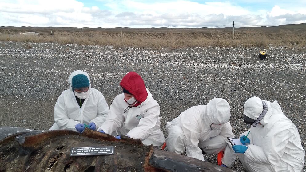 Según los especialistas, ninguno de los especímenes contaba con lesiones producidas por humanos