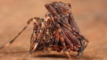 Investigadores descubren nueva especie de