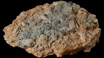 Los investigadores esperan que estos