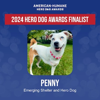 Penny Emerging Shelter/ Guide dog