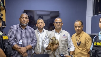 El mono narco hallado en una lancha con presunta cocaína será evaluado en el Zoológico Nacional de República Dominicana