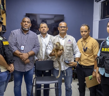 El mono capuchino de cara blanca ingresó al Ministerio de Medio Ambiente tras su hallazgo en una lancha interceptada con presunta cocaína. (Imagen de cortesía)