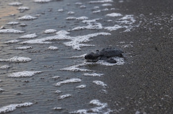 El campo magnético terrestre permite que las tortugas marinas registren la ubicación de su zona de nacimiento y desarrollen así un mapa interno de orientación. (Ambiente)