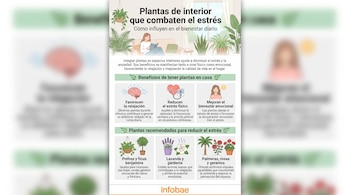 Infografía con título sobre plantas de interior y estrés. Muestra a mujer leyendo, beneficios con iconos y plantas recomendadas. Logotipo Infobae.