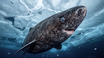Un tiburón de piel oscura y moteada nada debajo de una capa de hielo fracturado en aguas frías.