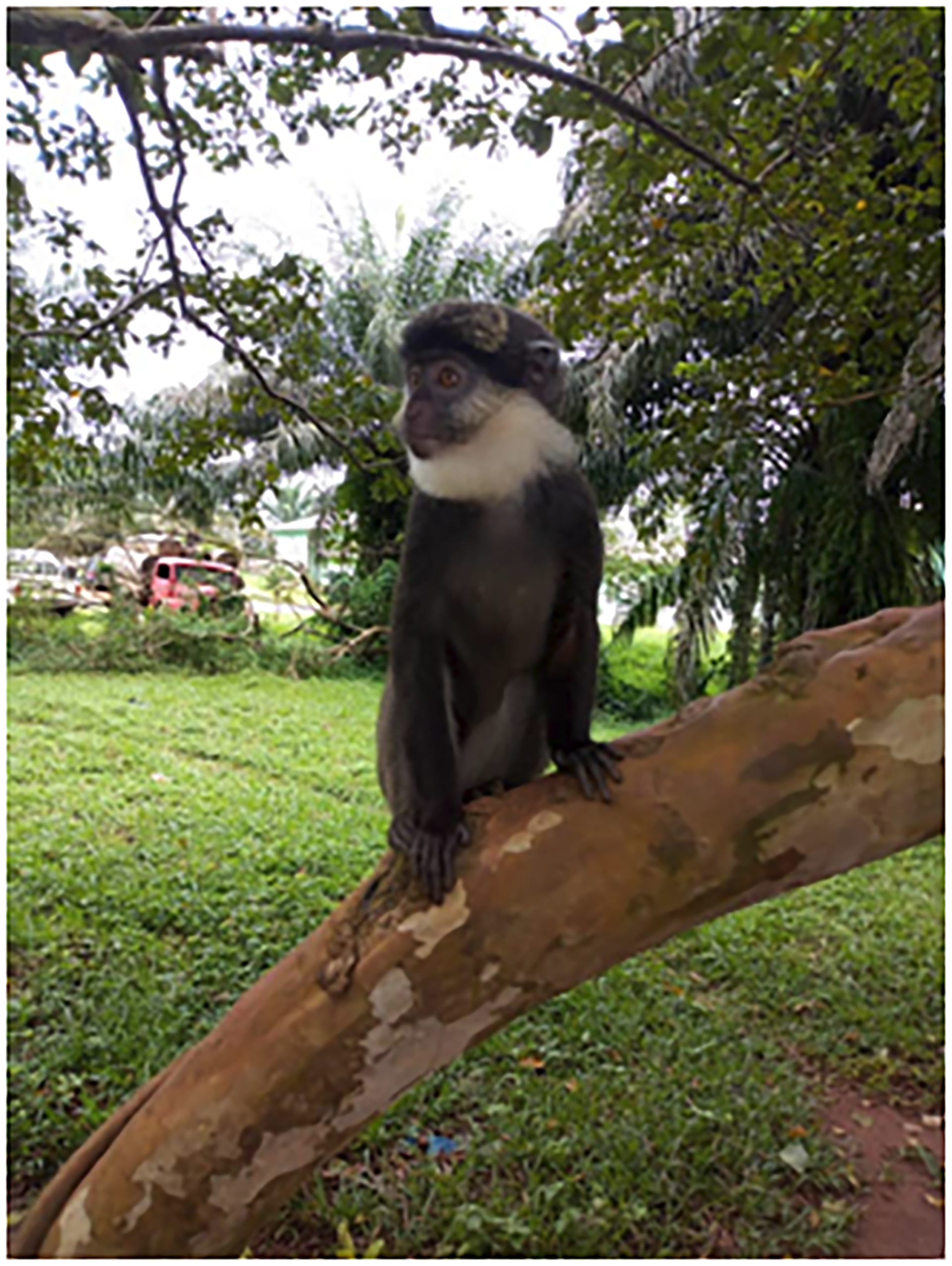 La fundación Africa Nature Investors busca financiar la conservación de Okomu mediante el desarrollo del ecoturismo y los créditos de carbono (Nigeria Park Service)