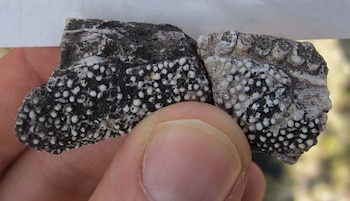 Descubren en Gondwana un tetrápodo