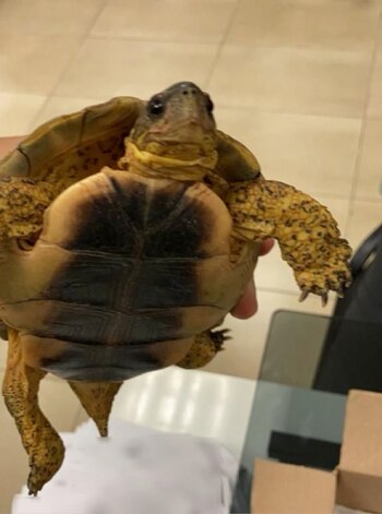 los agentes resguardaron al animal