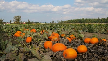 Plantación de calabazas.