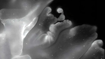 Un animal que se pliega