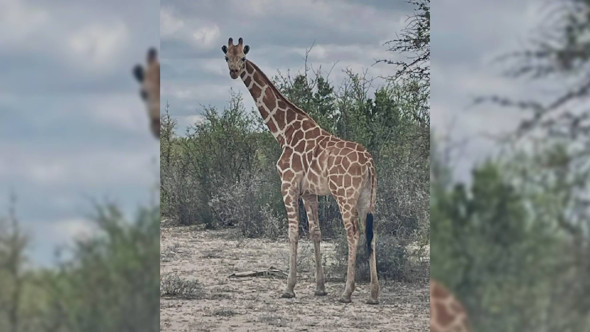 La jirafa escapó del Cedar Hollow Ranch tras bajar por el lado equivocado de una compuerta de 2,4 metros en una zona remota del predio (Real County Animal Rescue-Shelter)