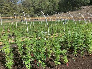 Granjas de marihuana en California.