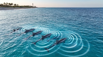 Cinco delfines nadan en agua azul con ondas circulares, junto a una playa de arena con palmeras y un faro en el horizonte.