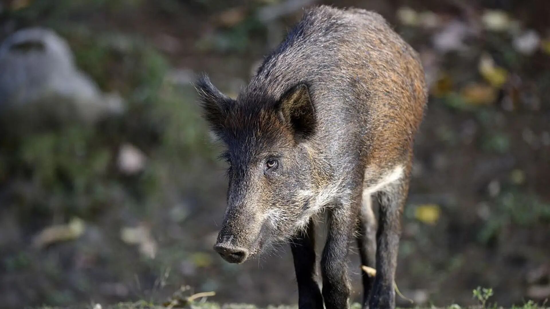 El Ministerio de agricultura confirma la presencia de peste porcina africana en otros siete jabalíes