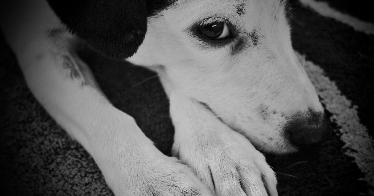 CDMX aborda 43 relatório diário de resgate, abuso ou animais CDMX aborda 43 relatório diário de resgate, abuso ou animais