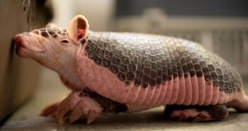 nota-amva-16-marzo-3-min