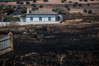 Uma fazenda incendiada duas semanas após a explosão florestal em La Mierla (Guadalajara). (EFE/Nacho Izquierdo)