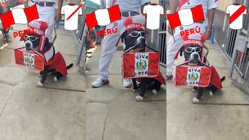 Virale su TikTok: il cagnolino