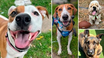 (American Humane Society)