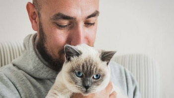 El ronroneo de tu gato