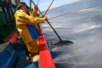 De acuerdo con el sector, la captura de bonito ya llegó al 90% del Máximo Rendimiento Sostenible (MRS) establecido para esta especie.